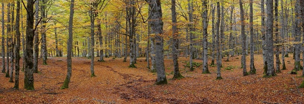 Bosque de hayas